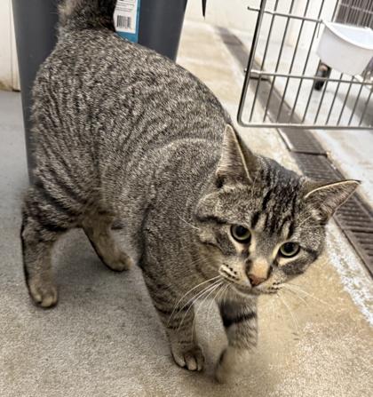 Enlarge Leo, a ADOPTABLE Domestic Short Hair in Meadow Lake, SK image 3/3