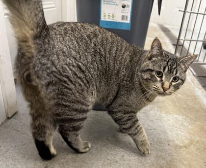 Enlarge Leo, a ADOPTABLE Domestic Short Hair in Meadow Lake, SK image 2/3