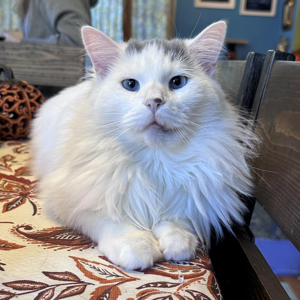 Zak, Adoptable, Senior Male Domestic Long Hair.