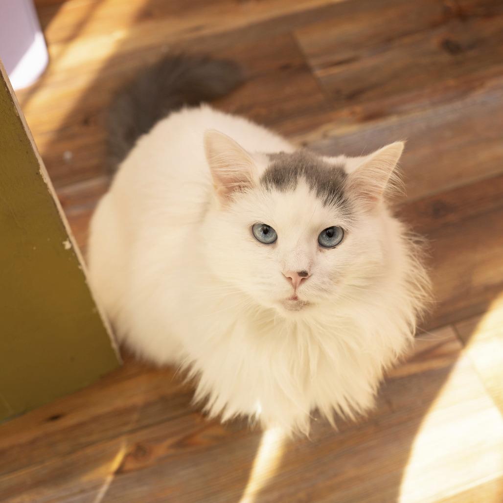 Zak, Adoptable, Senior Male Domestic Long Hair.