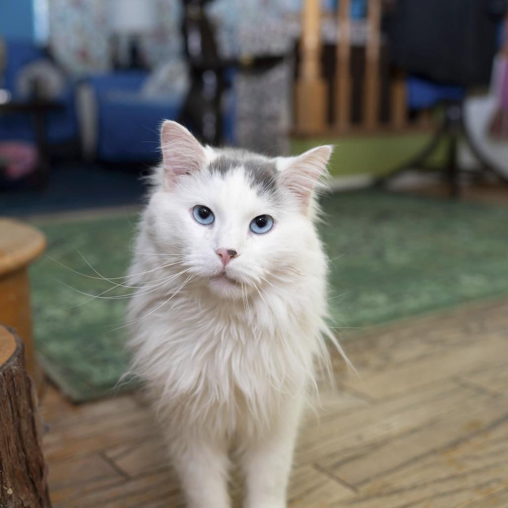 Enlarge Zak, a Adoptable Domestic Long Hair in Palmdale, CA image 3/5