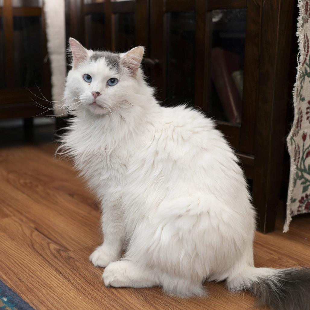 Enlarge Zak, a Adoptable Domestic Long Hair in Palmdale, CA image 4/5