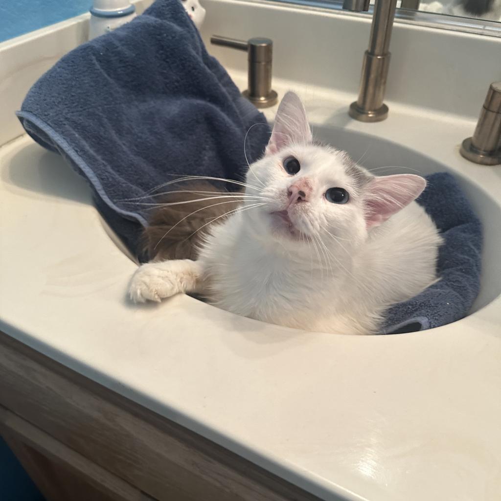 Zak, a Adoptable Domestic Long Hair in Palmdale, CA image 2/2