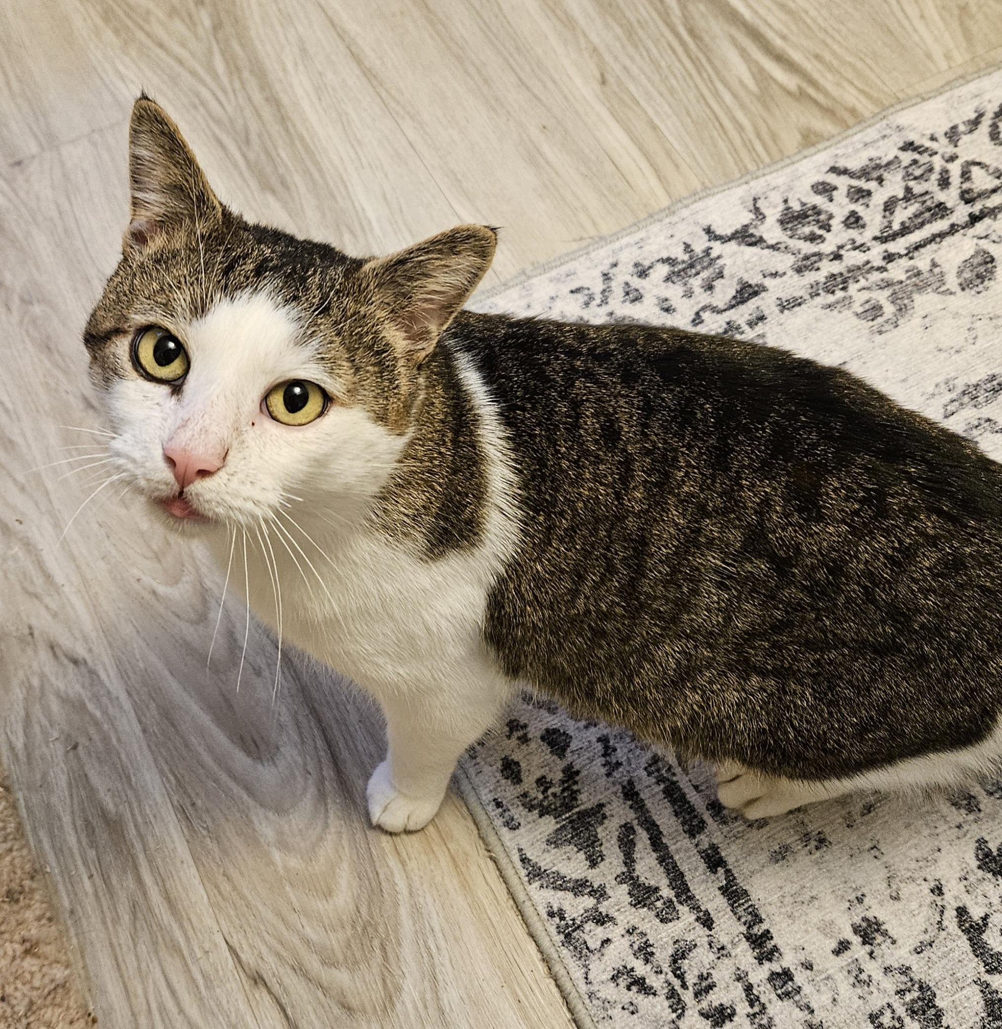 Enlarge Joe, a Adoptable Domestic Short Hair in Syracuse, NY image 2/5