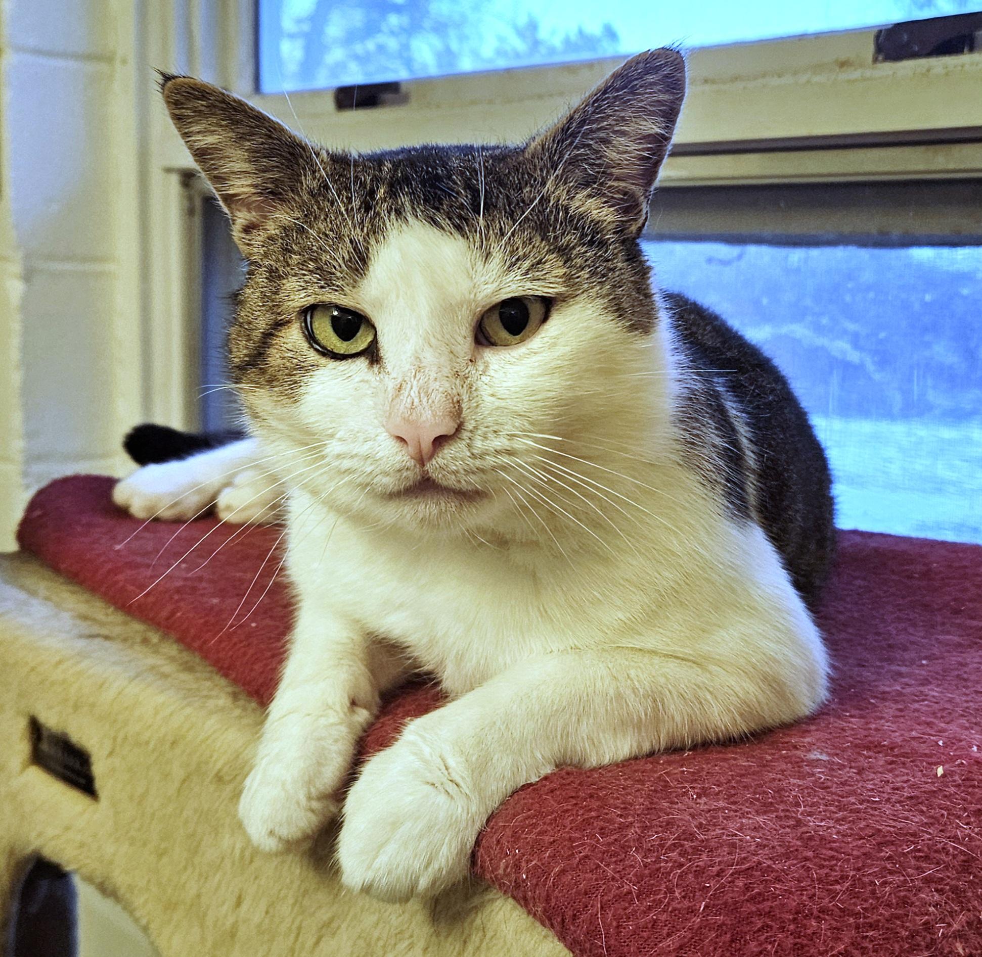 Enlarge Joe, a Adoptable Domestic Short Hair in Syracuse, NY image 5/5