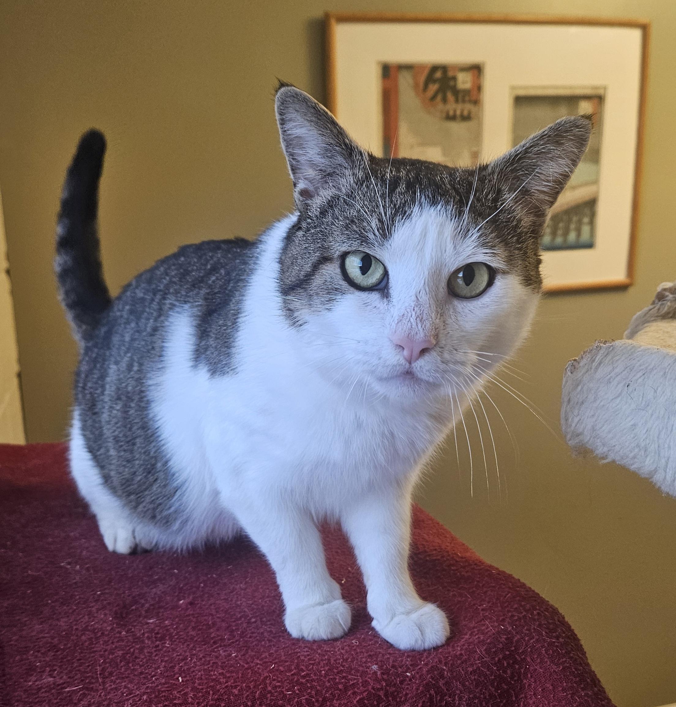Enlarge Joe, a Adoptable Domestic Short Hair in Syracuse, NY image 3/5