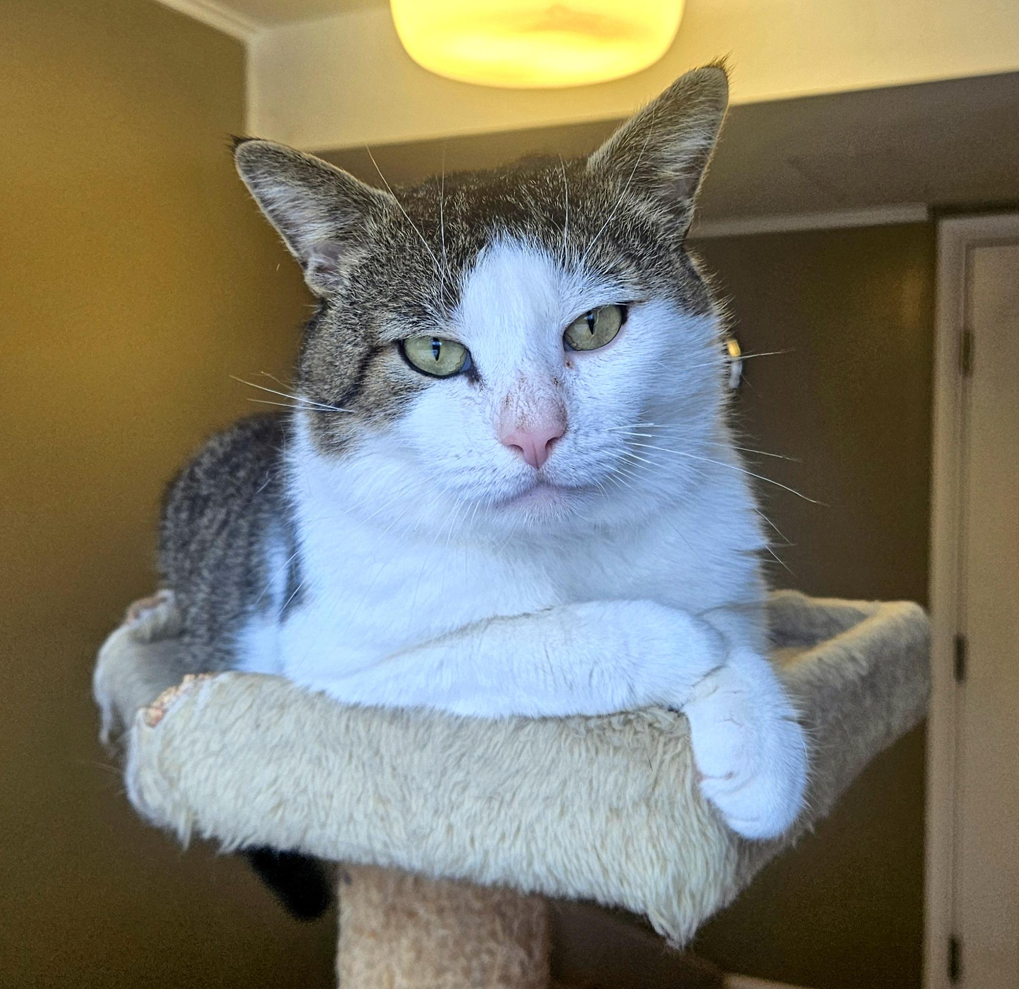 Enlarge Joe, a Adoptable Domestic Short Hair in Syracuse, NY image 4/5