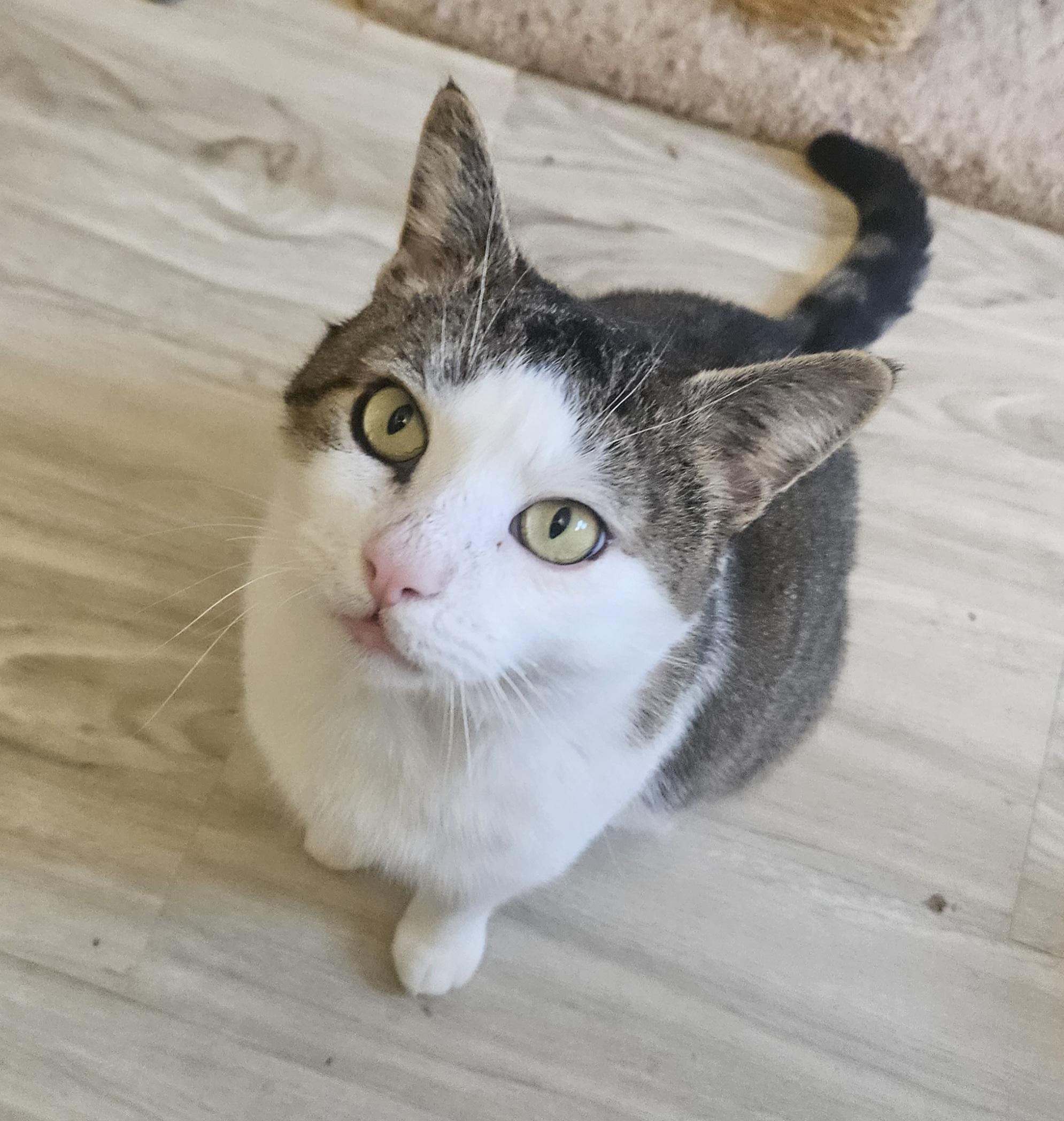 Joe, Adoptable, Young Male Domestic Short Hair.