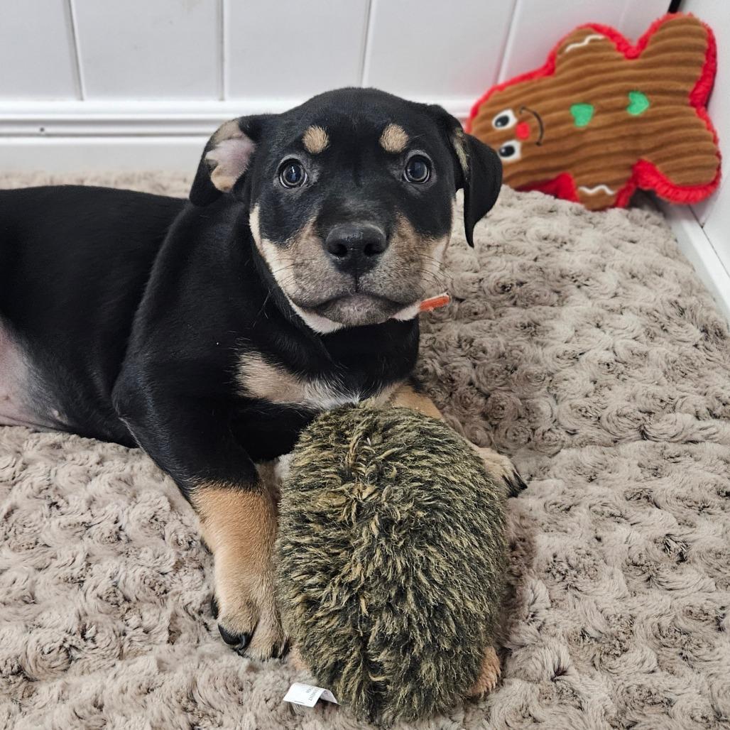 Promise, Adoptable, Puppy Female Labrador Retriever.