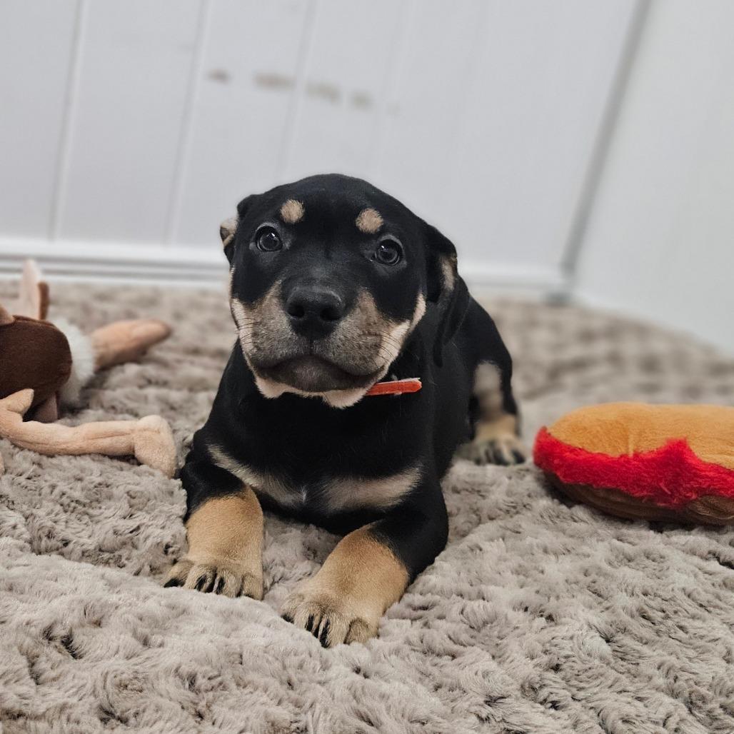 Enlarge Promise, a Adoptable Labrador Retriever in Springfield, MO image 2/6