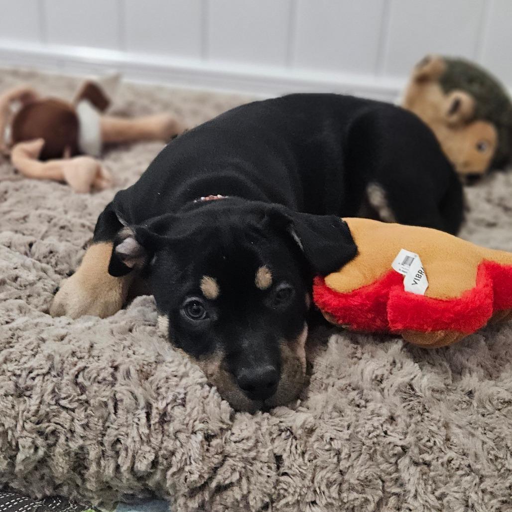 Enlarge Promise, a Adoptable Labrador Retriever in Springfield, MO image 3/6