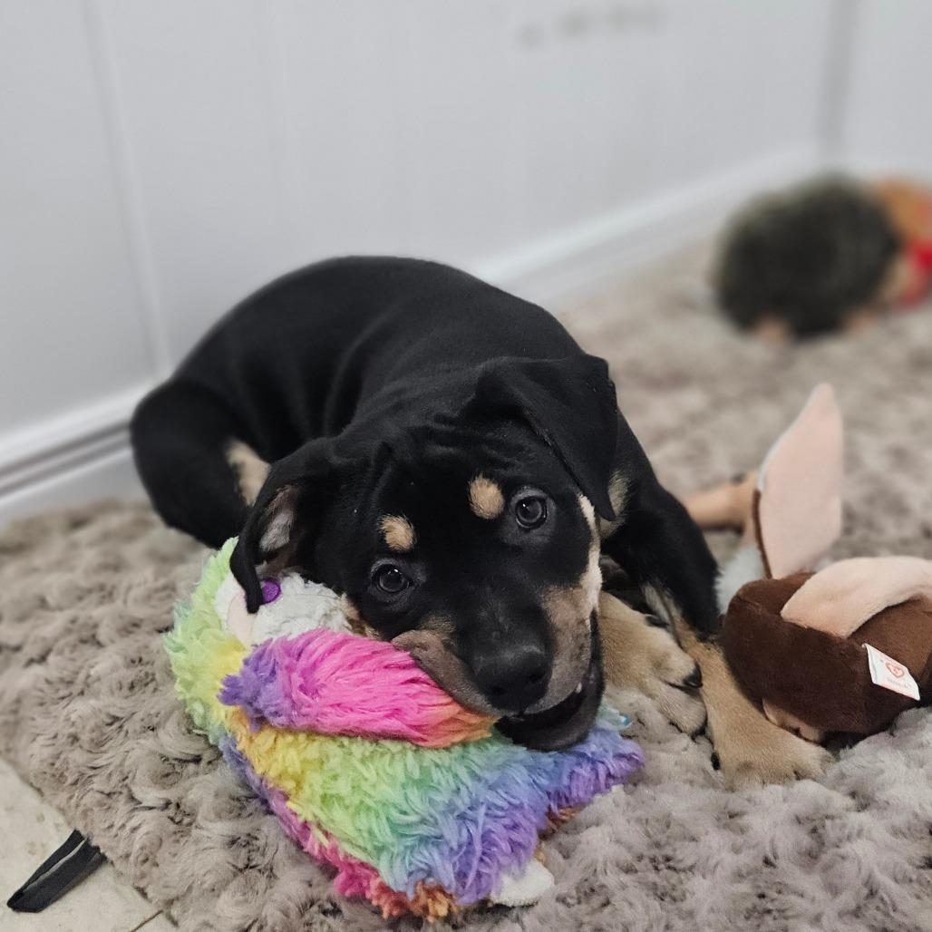 Enlarge Promise, a Adoptable Labrador Retriever in Springfield, MO image 4/6