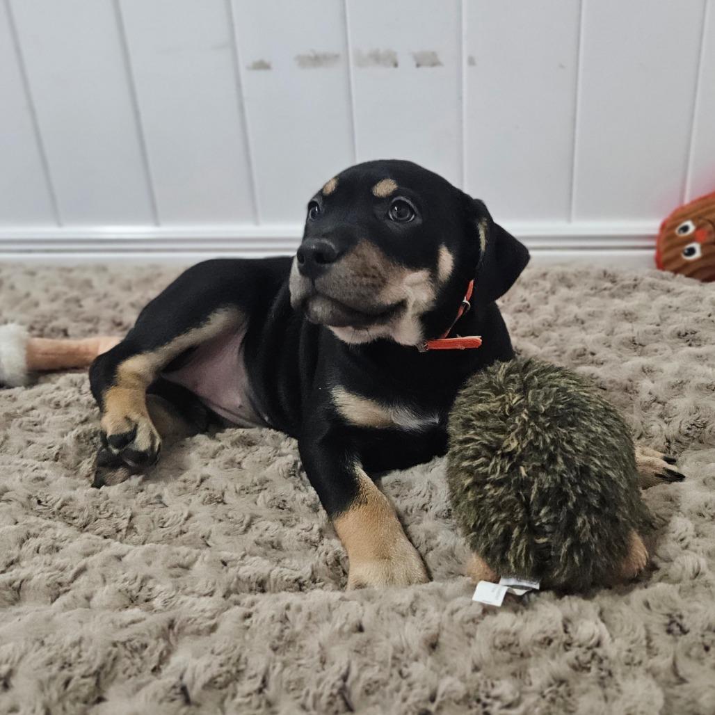 Enlarge Promise, a Adoptable Labrador Retriever in Springfield, MO image 5/6