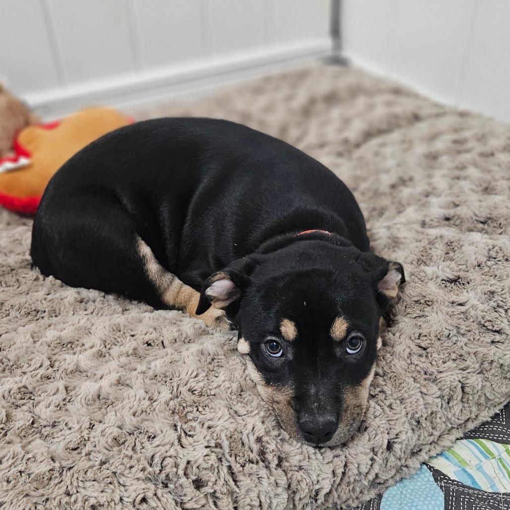 Enlarge Promise, a Adoptable Labrador Retriever in Springfield, MO image 6/6