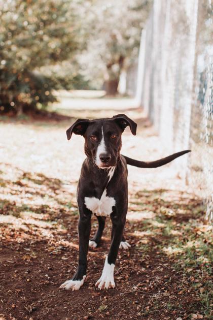 89040a Teddy, Adoptable, Young Male Retriever & Mixed Breed.