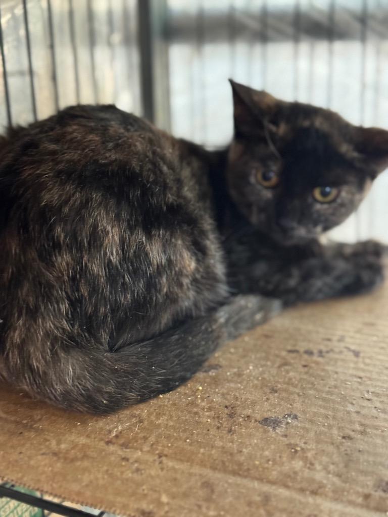 Nutella, Adoptable, Young Female Domestic Short Hair.