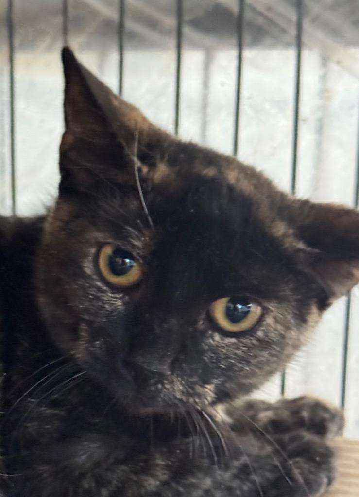 Enlarge Nutella, a Adoptable mixed breed in New Braunfels, TX image 2/3