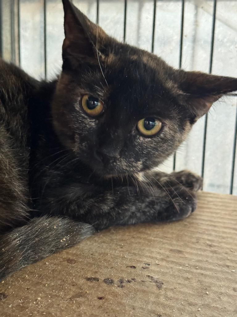 Enlarge Nutella, a Adoptable mixed breed in New Braunfels, TX image 3/3