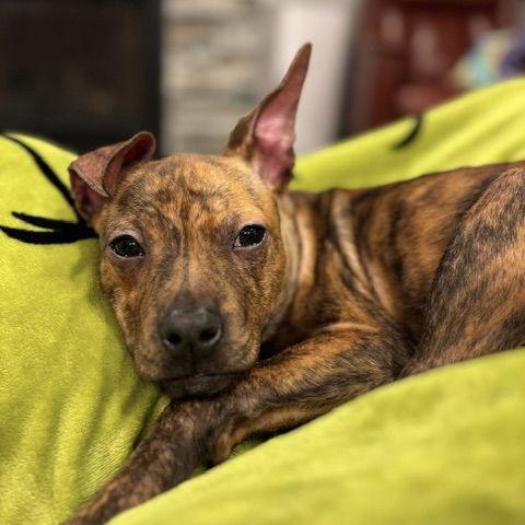 Arial — thumbnail 2