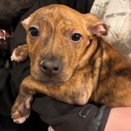 Arial — thumbnail 3