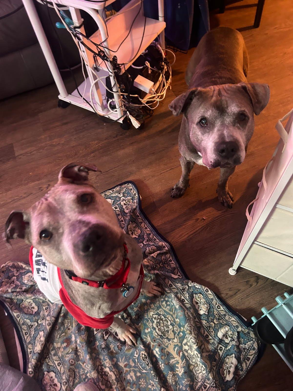 Nike, Adoptable, Senior Female Pit Bull Terrier.