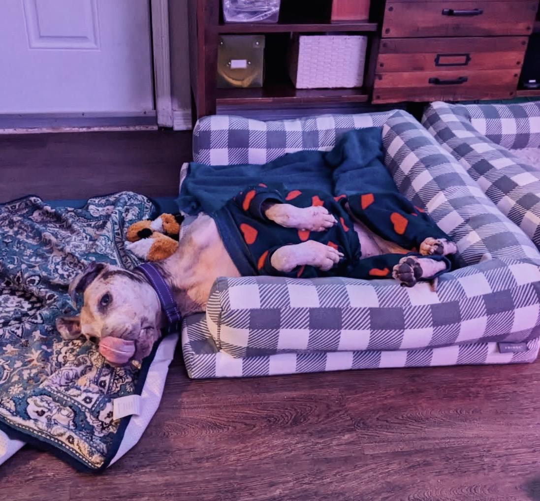 Enlarge Nike, a Adoptable Pit Bull Terrier in Parkton, MD image 2/6