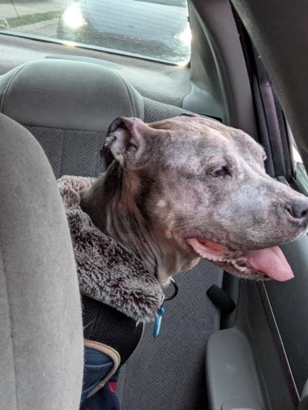 Enlarge Nike, a Adoptable Pit Bull Terrier in Parkton, MD image 3/6