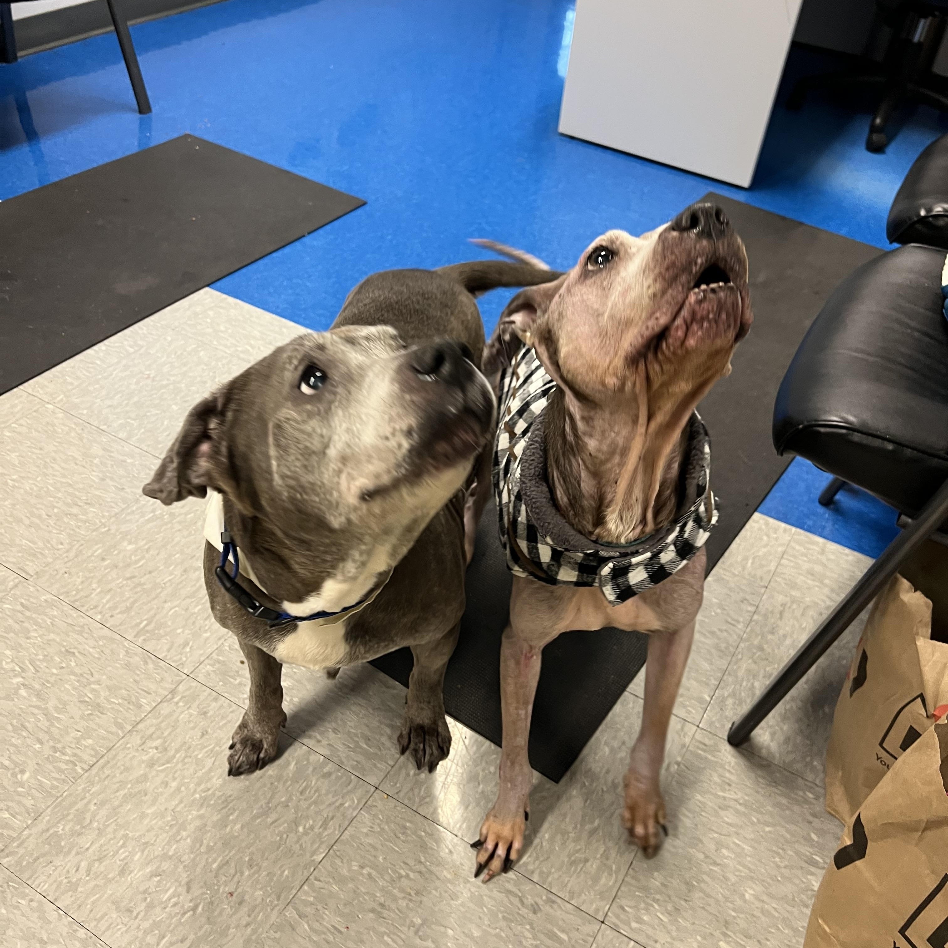 Enlarge Nike, a Adoptable Pit Bull Terrier in Parkton, MD image 6/6