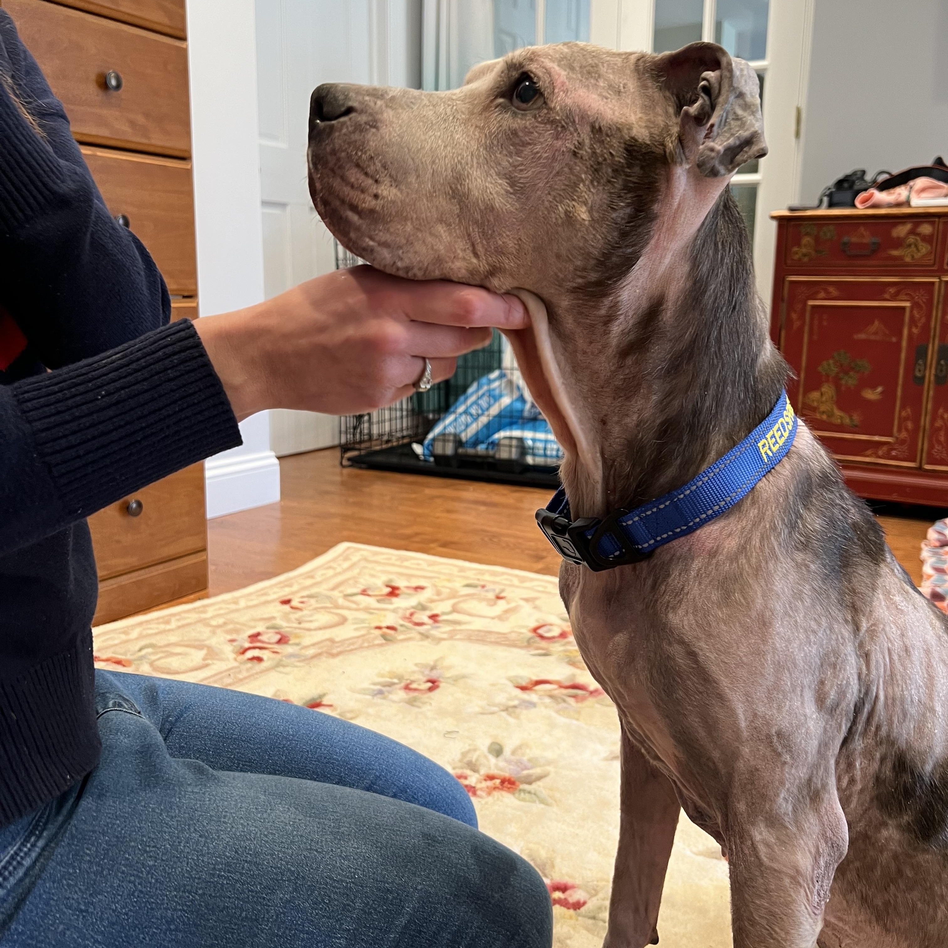 Enlarge Nike, a Adoptable Pit Bull Terrier in Parkton, MD image 4/6