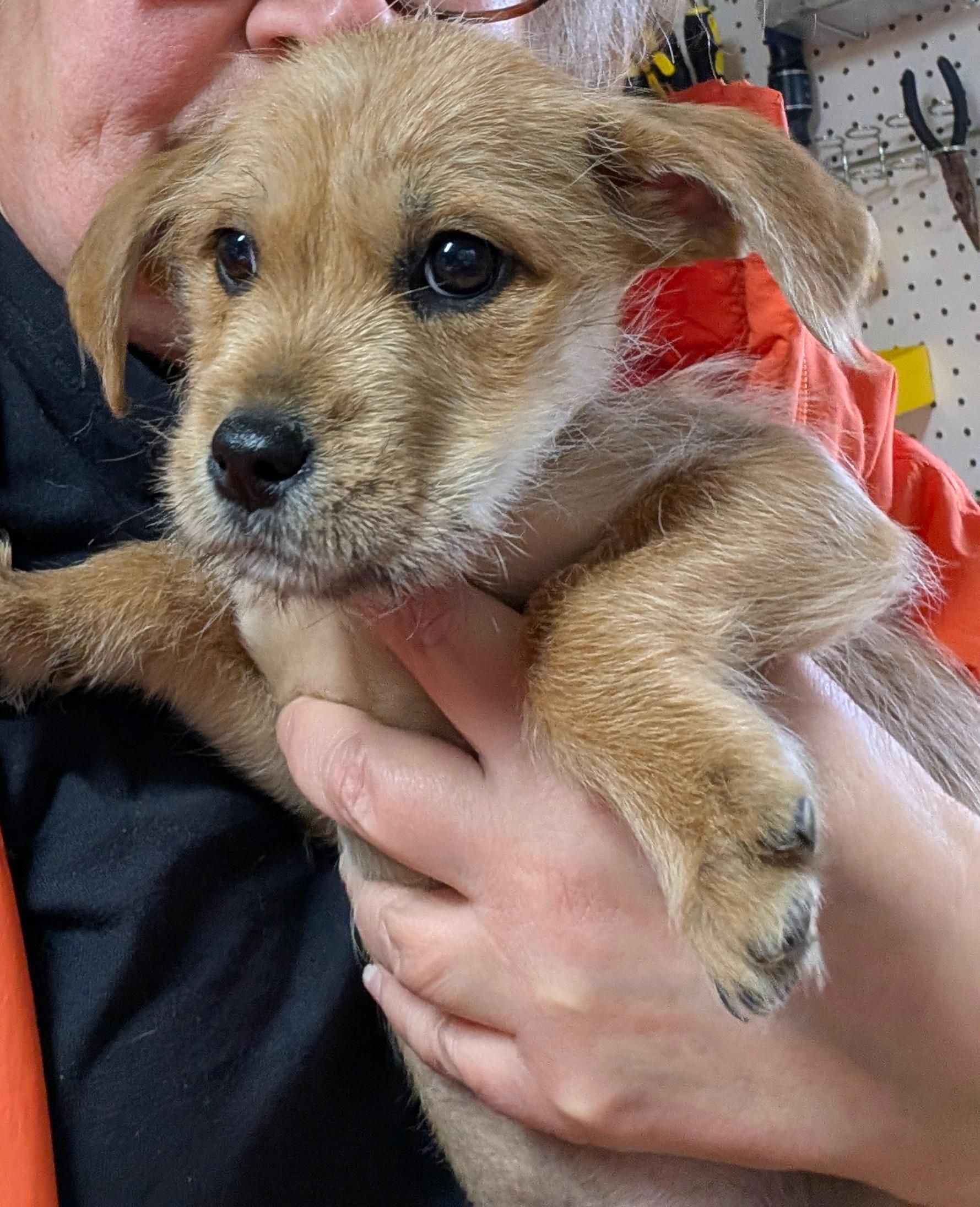 Collette, a ADOPTABLE mixed breed in Sylva, NC image 1/4