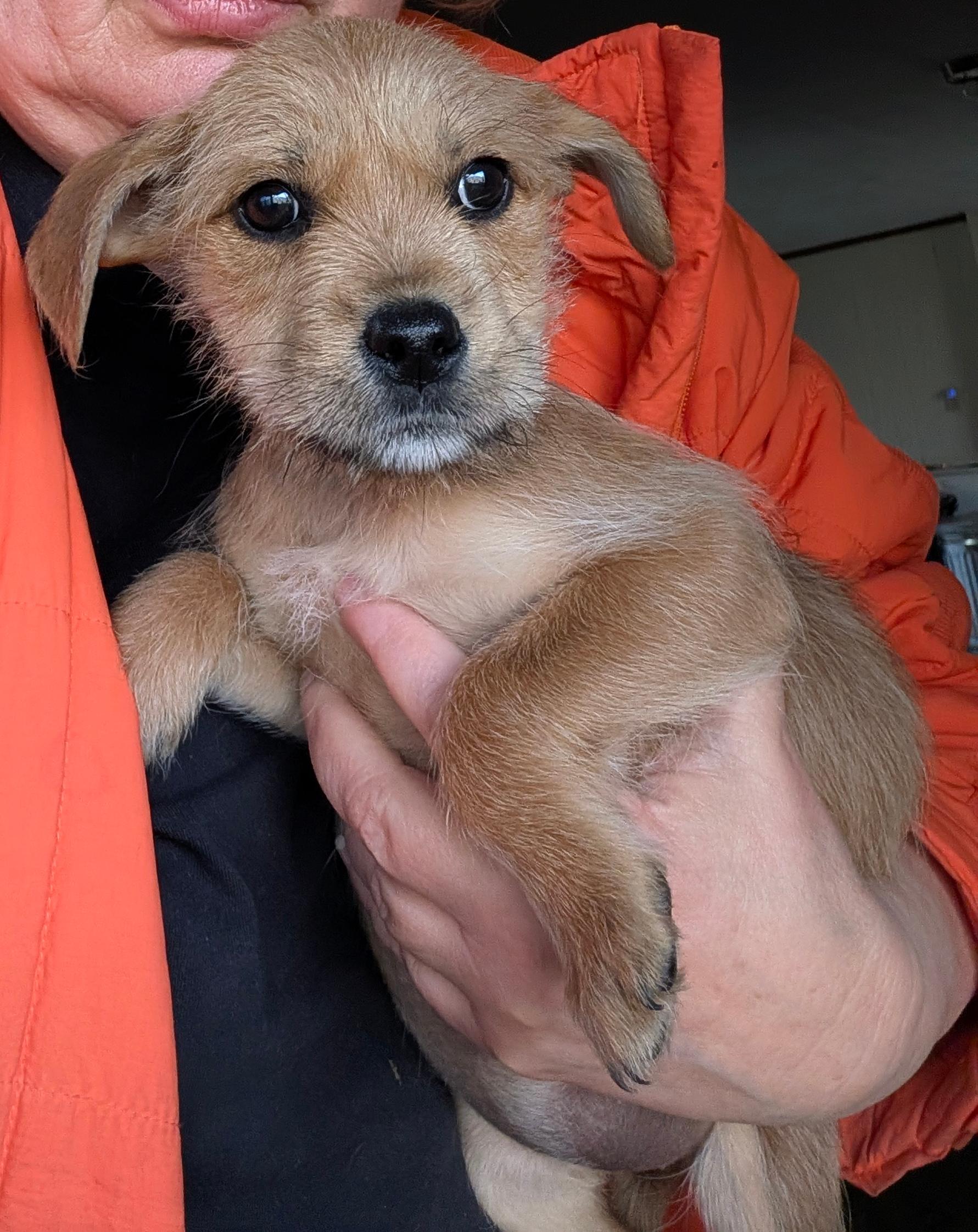 Collette, a ADOPTABLE mixed breed in Sylva, NC image 4/4