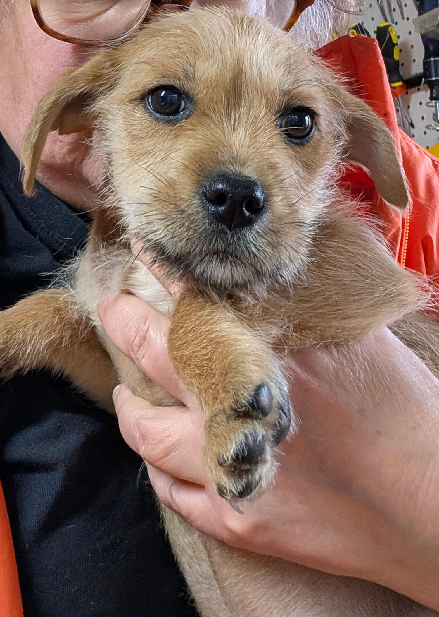 Collette, a ADOPTABLE mixed breed in Sylva, NC image 3/4