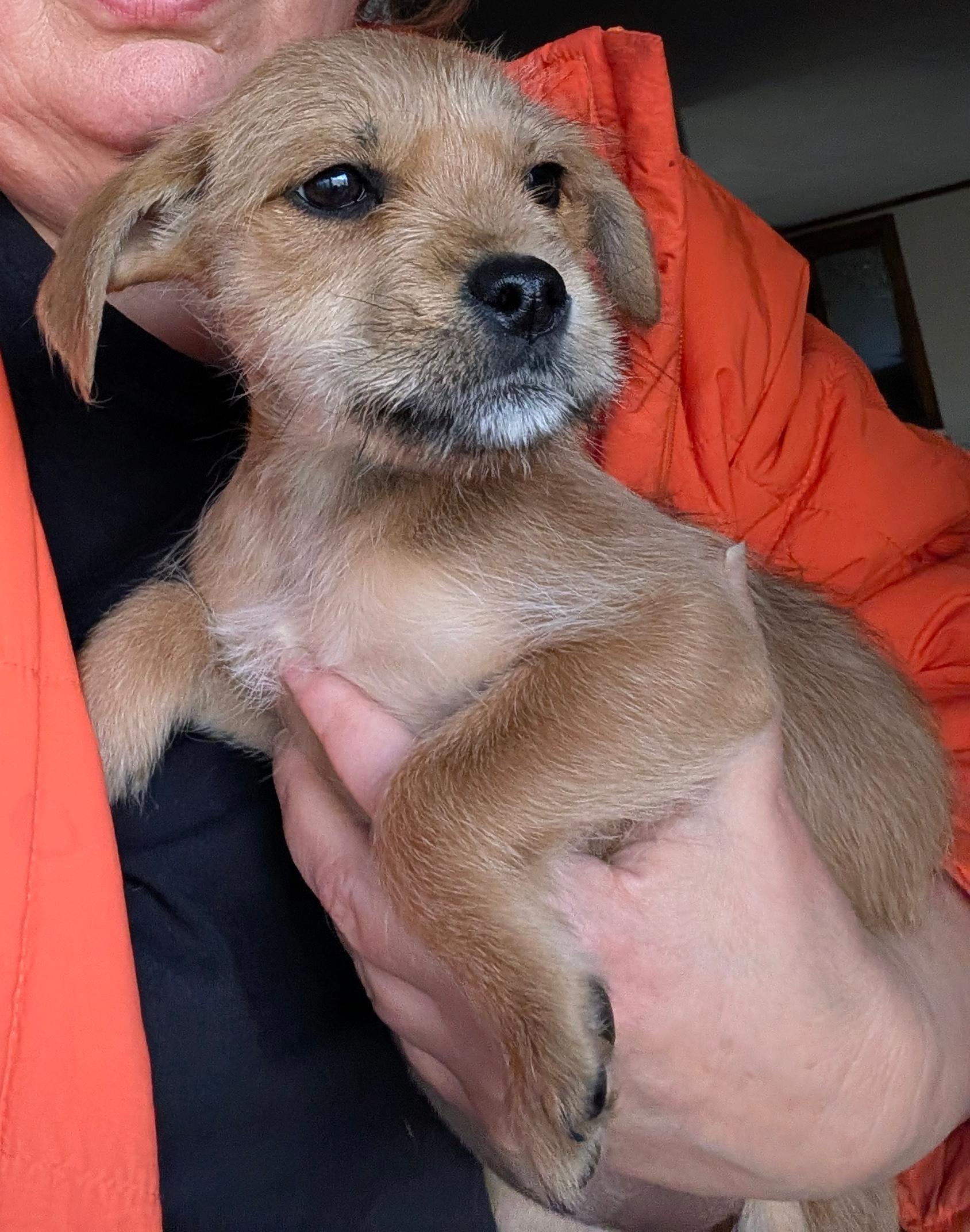 Collette, a ADOPTABLE mixed breed in Sylva, NC image 2/4