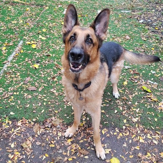 Merkur, Adoptable, Adult Male German Shepherd Dog.