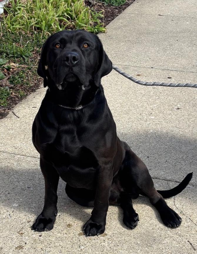 Enlarge BUBBA, a Adopted mixed breed in Rochester, IN image 1/1