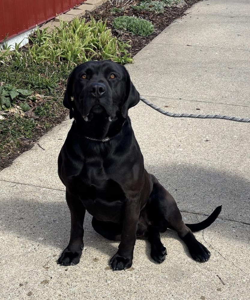 Enlarge BUBBA, a Adoptable mixed breed in Rochester, IN image 1/2