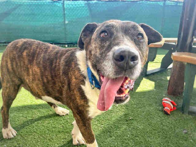 Enlarge WILLIE, a Adoptable Hound in Carlsbad, CA image 1/1