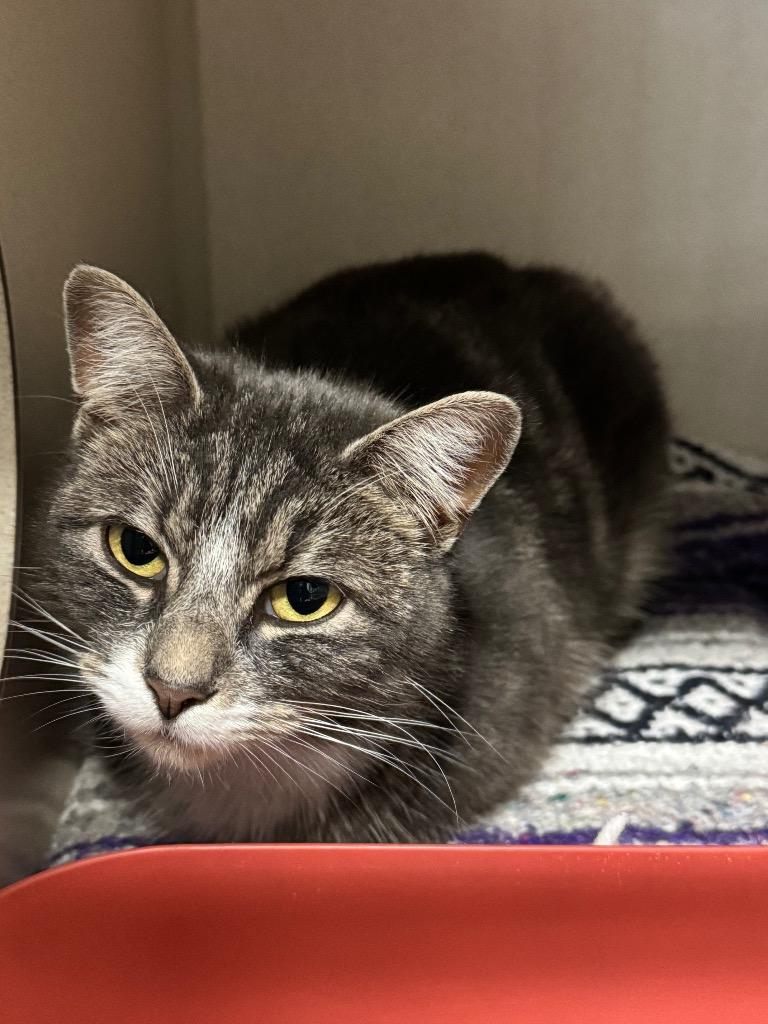 Enlarge Molly, an adopted Domestic Short Hair in Pottsville, PA image 2/2