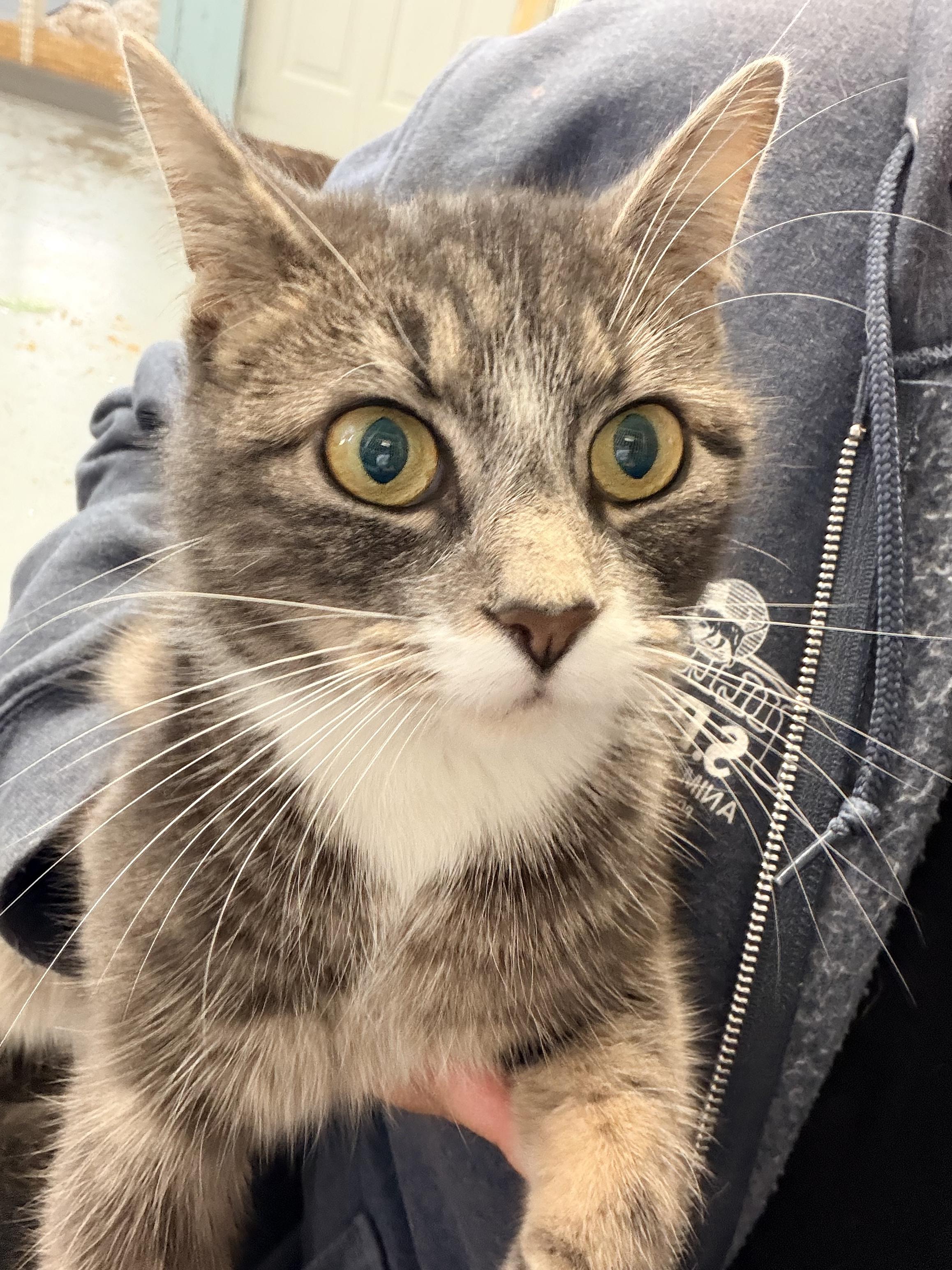 Molly, adopted, Adult Female Domestic Short Hair.