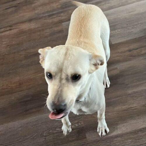 MIMI, adopted, Adult Female Labrador Retriever & Mixed Breed.