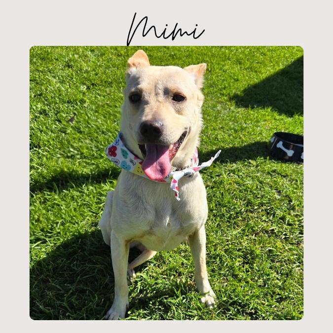 Enlarge MIMI, an adopted mixed breed in San Juan Capistrano, CA image 2/2