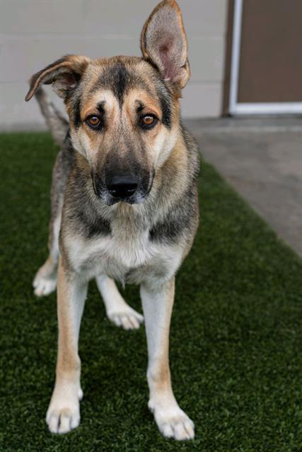 DUKE, Adoptable, Adult Male German Shepherd Dog.