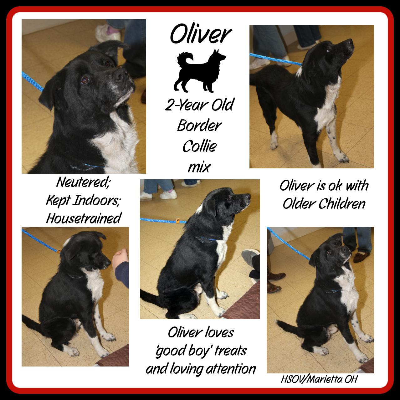 Border Collies for Adoption in Ravenswood, West Virginia | Petfinder