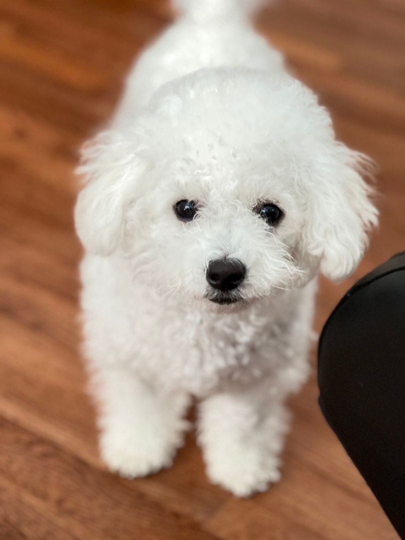 Yuan Bao, a Adopted Bichon Frise in Surrey, BC image 1/8