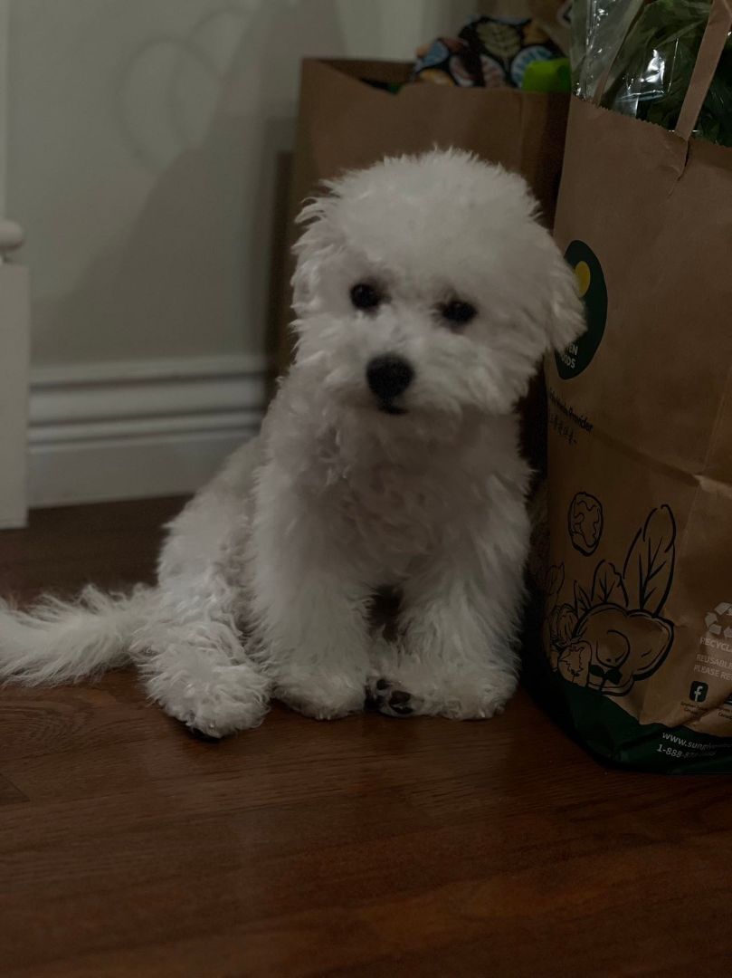 Yuan Bao, a Adopted Bichon Frise in Surrey, BC image 2/8