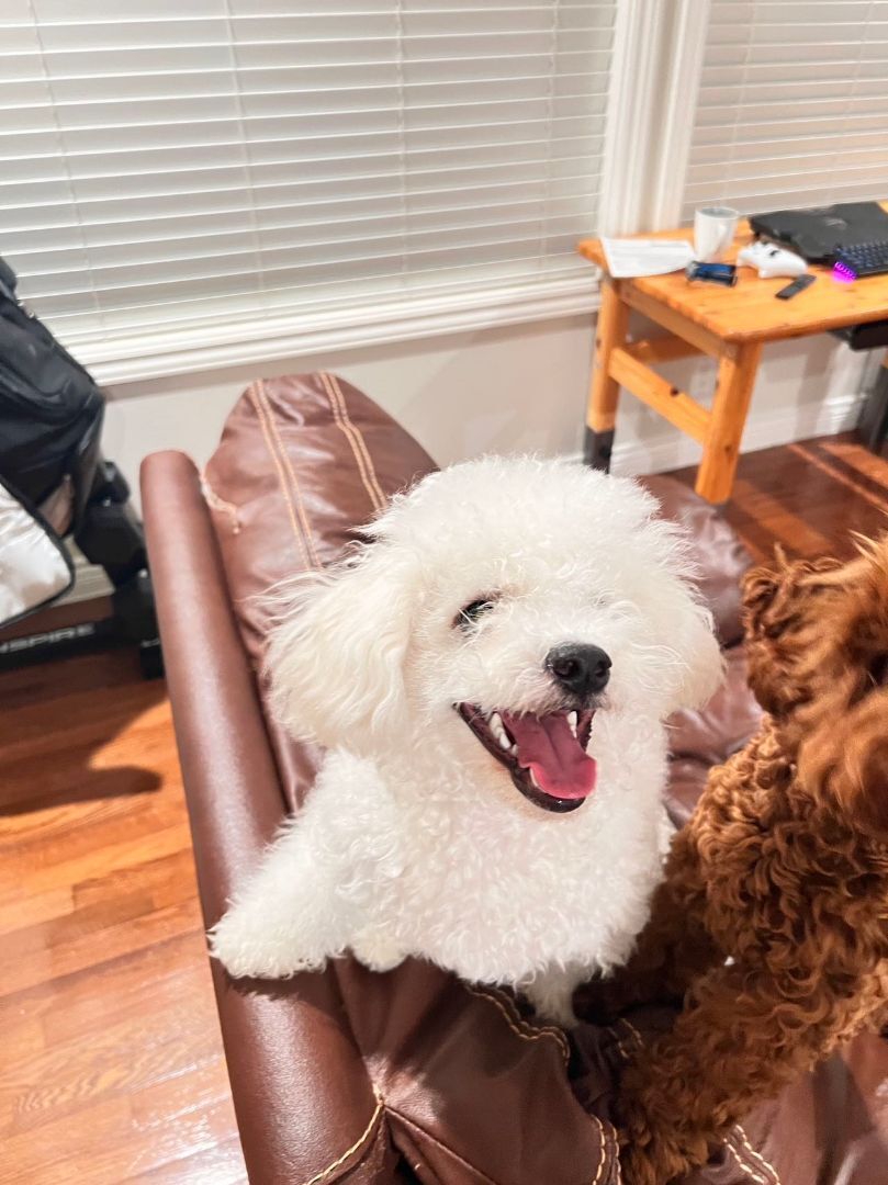 Yuan Bao, a Adopted Bichon Frise in Surrey, BC image 3/8