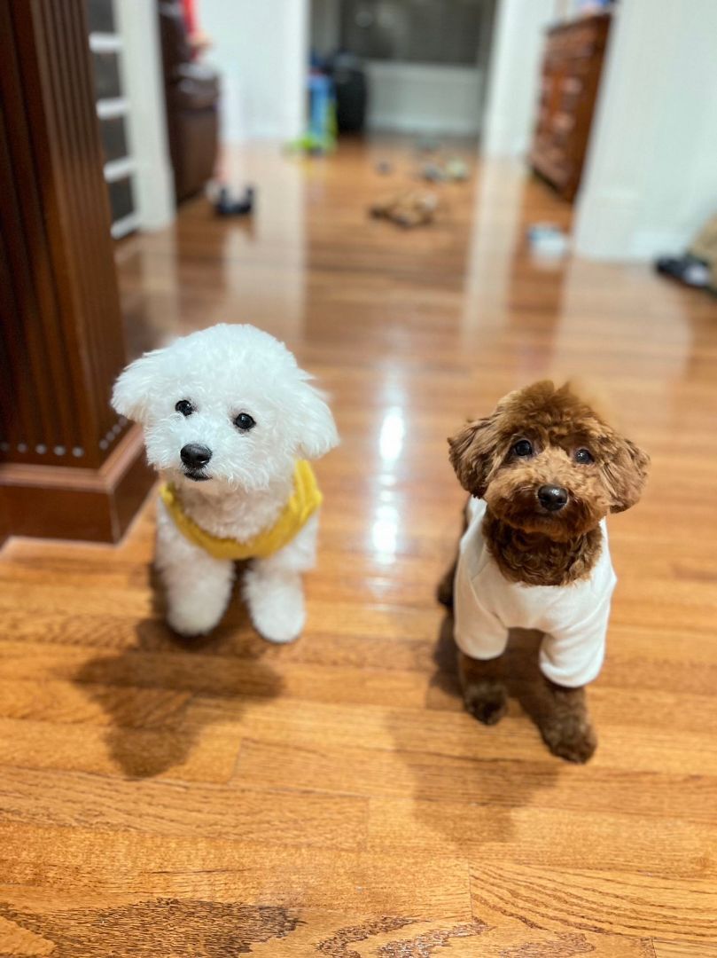 Yuan Bao, a Adopted Bichon Frise in Surrey, BC image 4/8