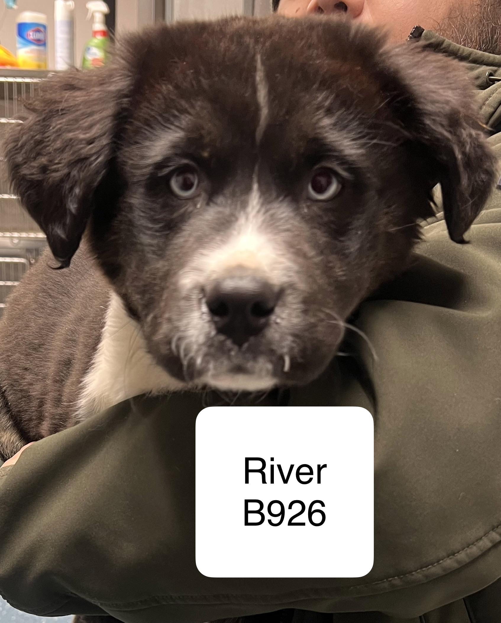 River, ADOPTABLE, Puppy Male Border Collie.
