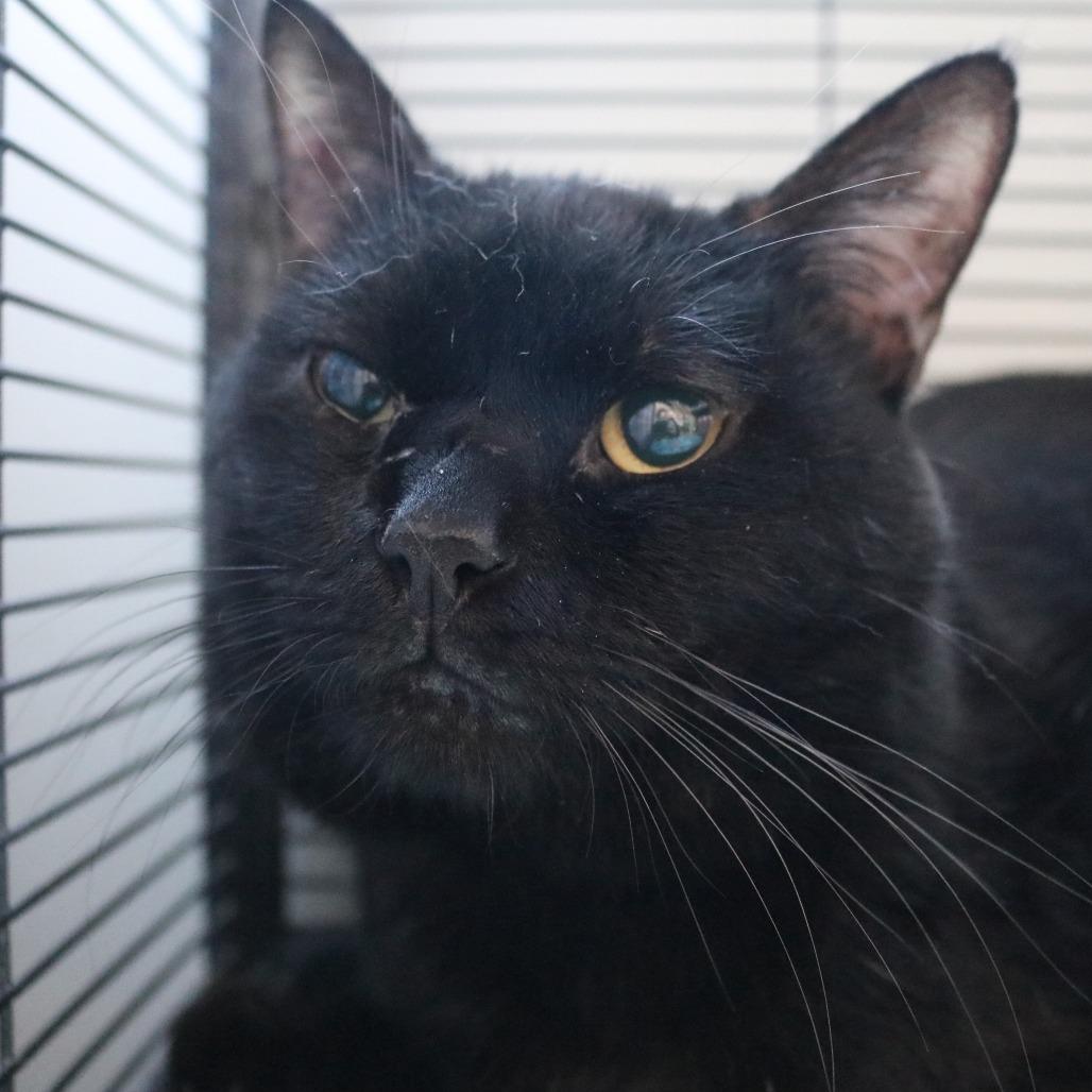 Salem, a Adoptable Domestic Short Hair in Saint Cloud, MN image 1/6