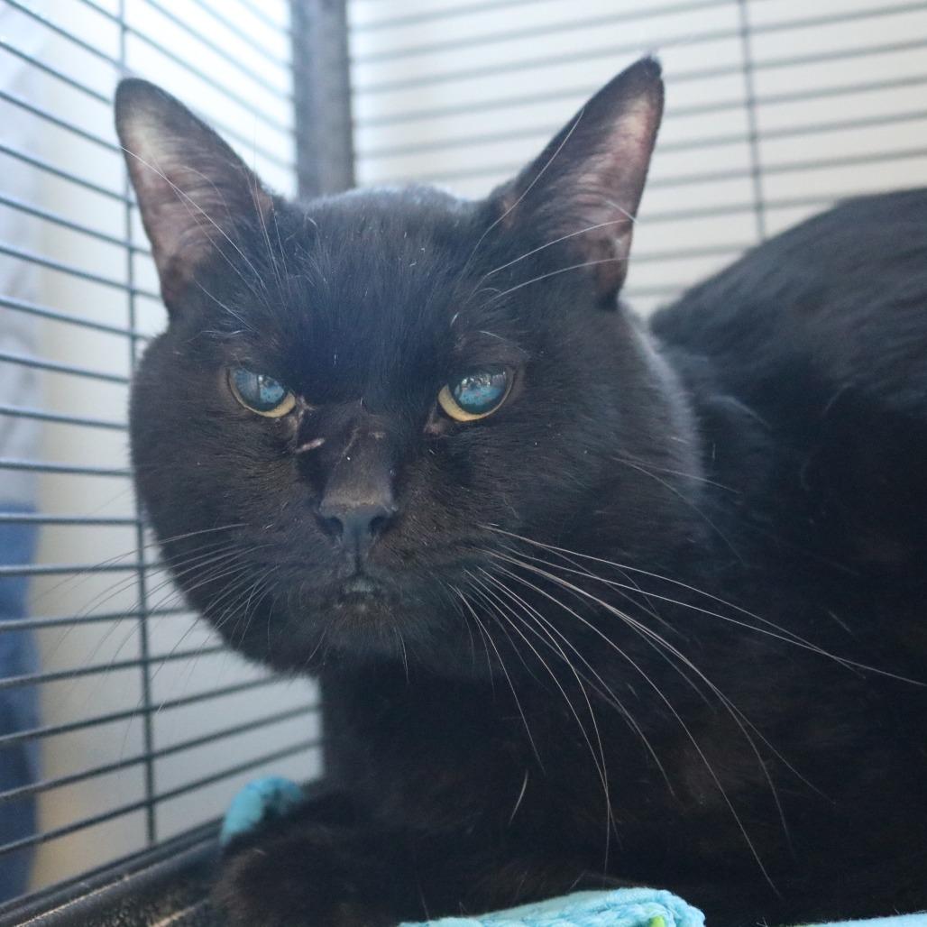 Salem, a Adoptable Domestic Short Hair in Saint Cloud, MN image 2/6